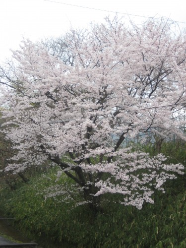 “Identify that Cherry Blossom” Contest
